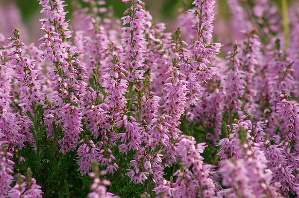 A photo of heather in bloom